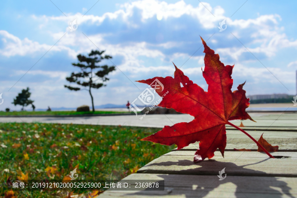 紅色楓葉
