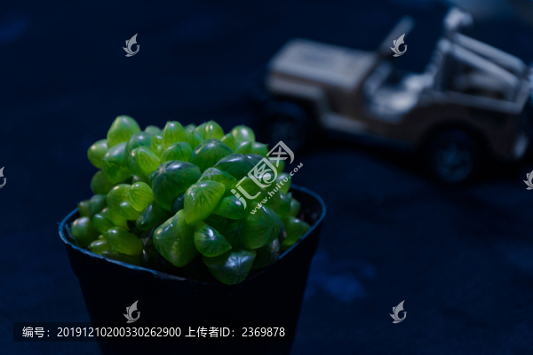 一株多肉植物