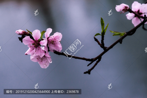 一枝桃花