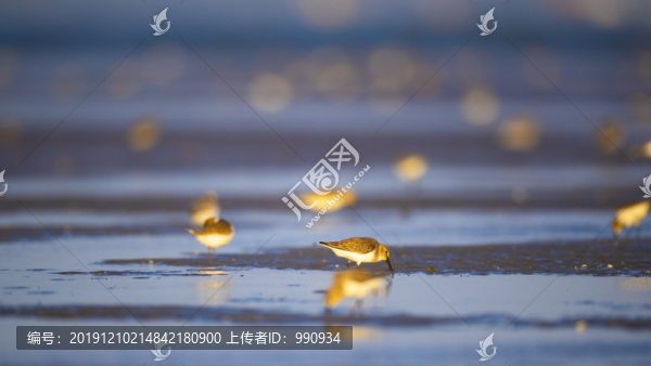 水鳥