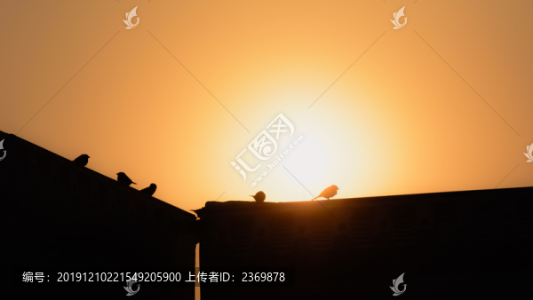 逆光下墻上的麻雀剪影