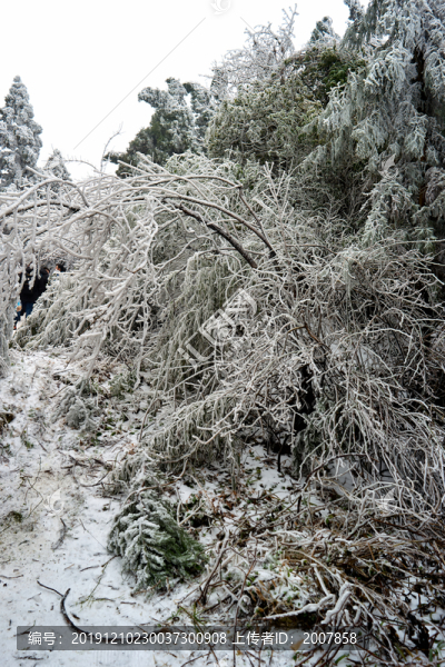 冰掛雪松