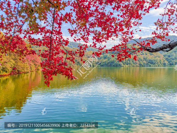 紅楓葉
