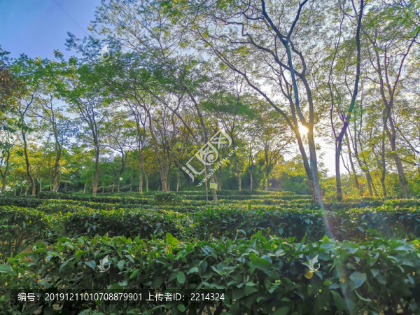 茶園樹林