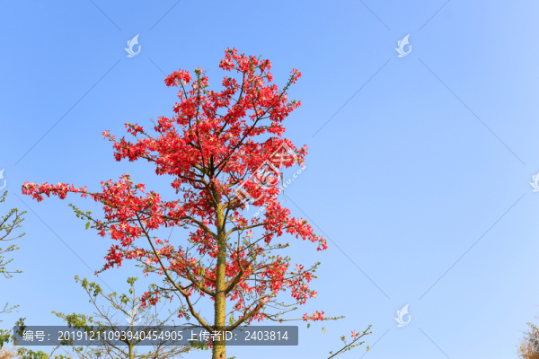 漂亮紫荊花