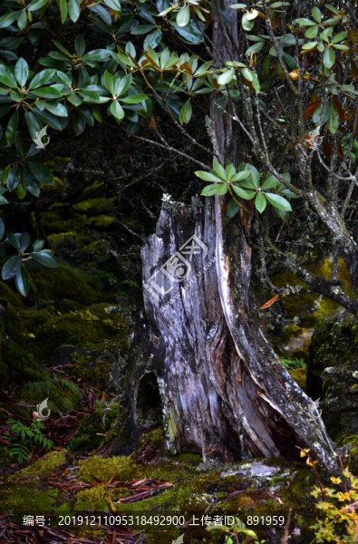 螺髻山高原湖泊森林風(fēng)光