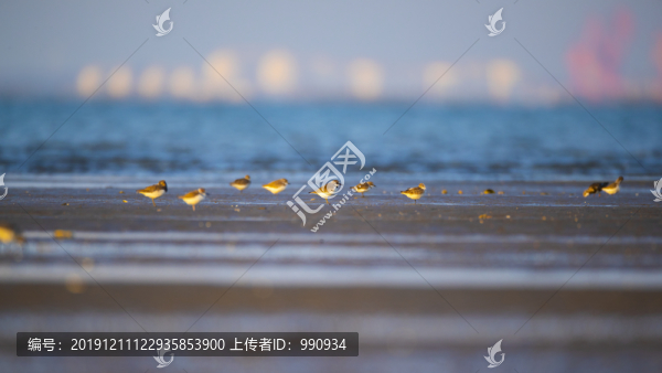 沼澤