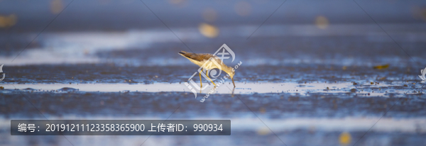 遷徙