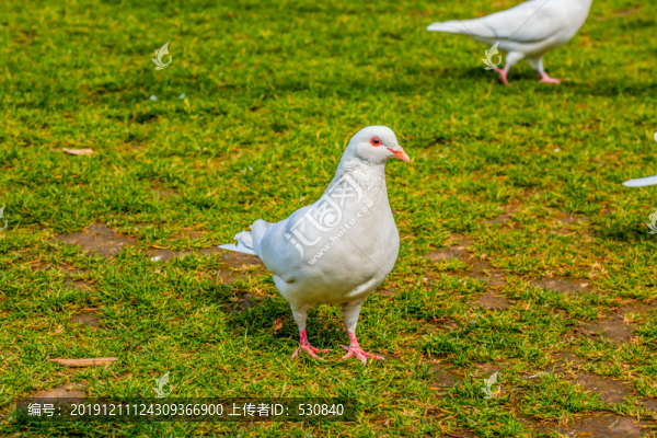 公園和平鴿