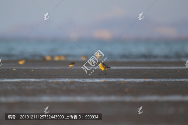 沼澤