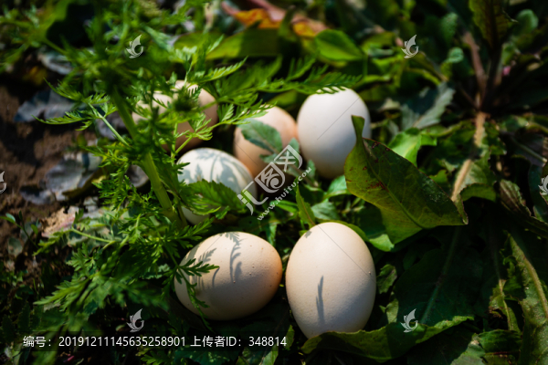 雞蛋