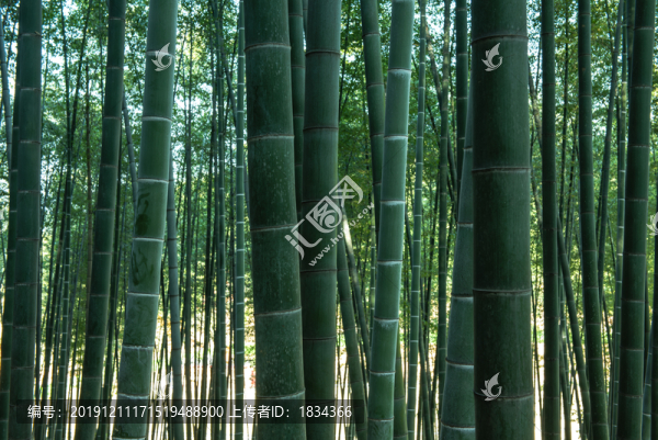 楠竹