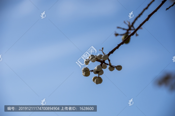樹枝