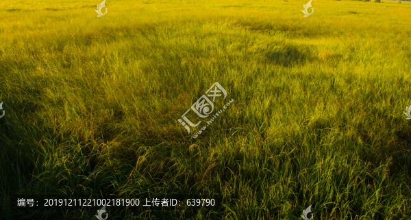 假鼠婦草