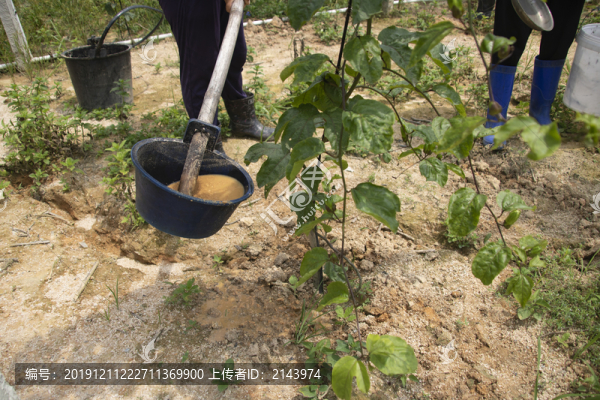 黃金百香果施肥