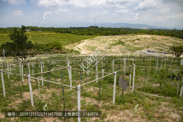 黃金百香果種植基地