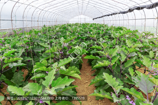 大棚蔬菜茄子