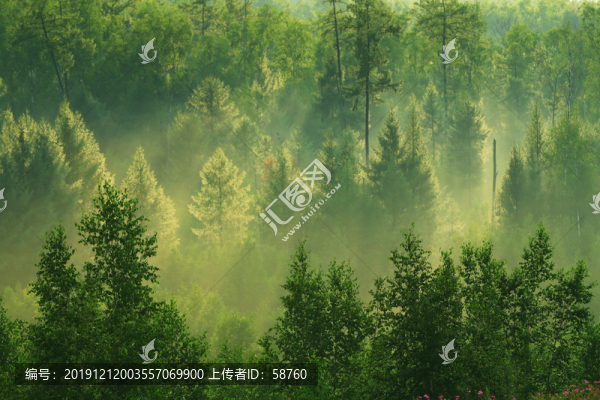 樹林陽光霧氣