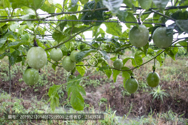 雨后百香果