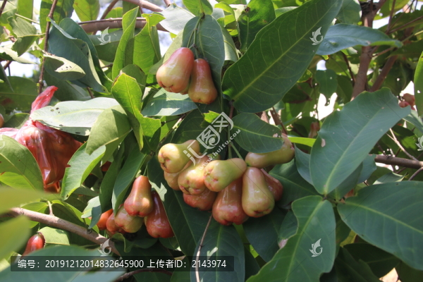 洋蒲桃蓮霧果實