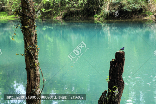 小鳥樹干綠水