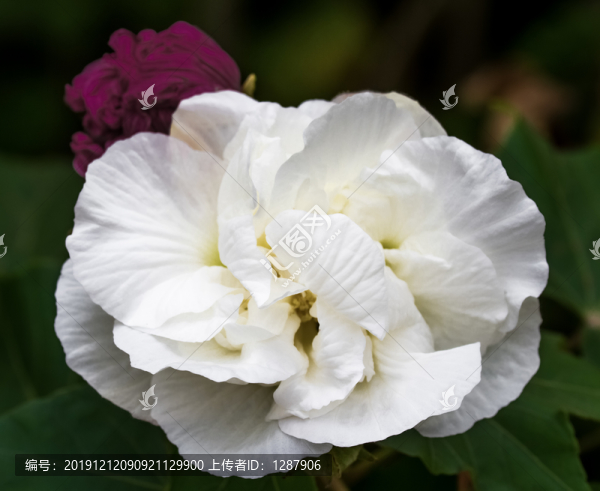 木芙蓉