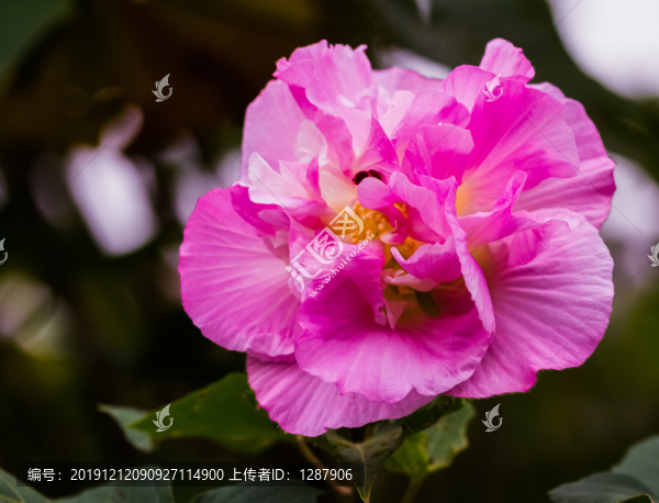 木芙蓉