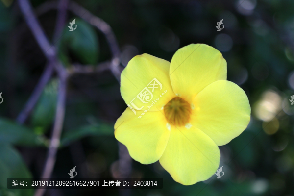 軟枝黃蟬黃鶯小黃蟬