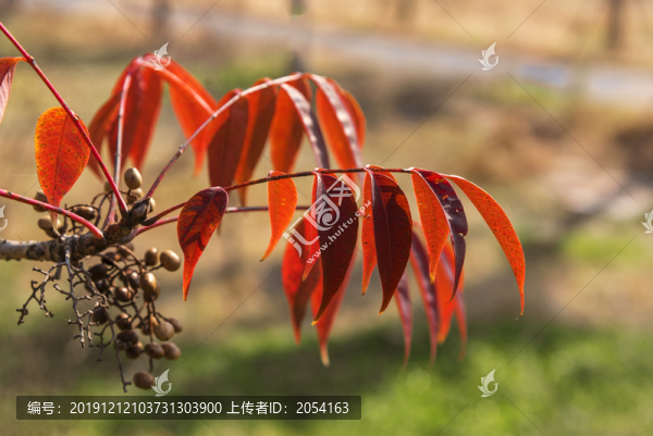 紅葉