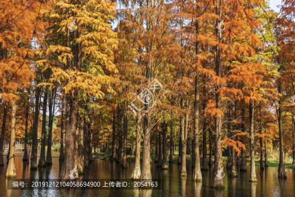 上海青西郊野公園水衫