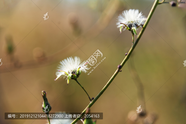 野草