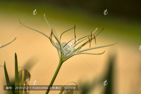 蜘蛛蘭