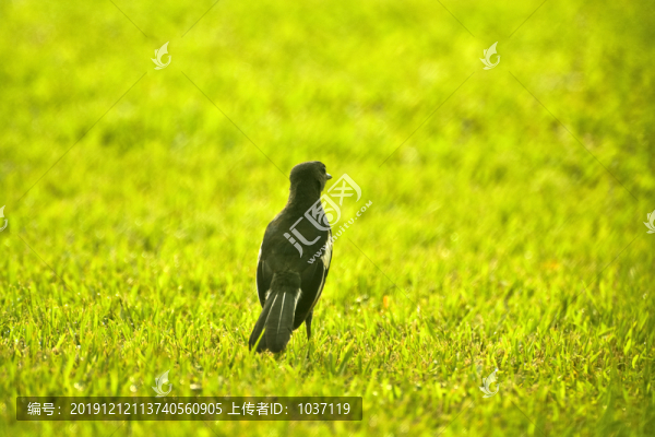 草地上的雀鳥