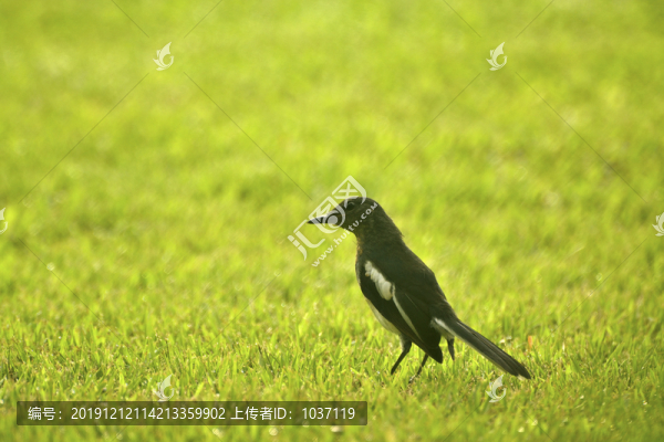 草地上的雀鳥