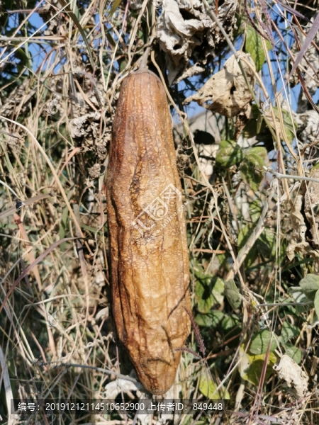 絲瓜
