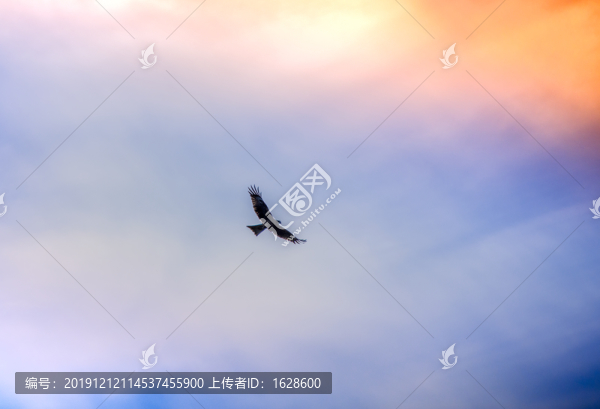 老鷹展翅翱翔