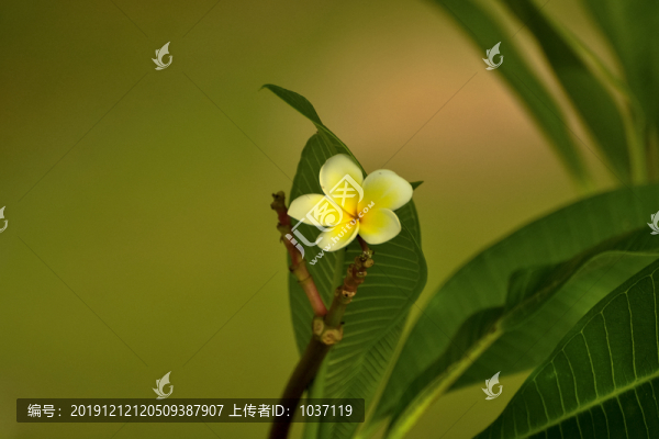 雞蛋花