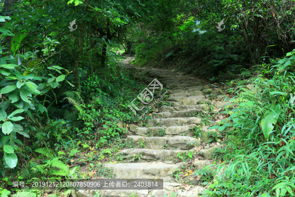 山路高山樹木綠葉臺(tái)階