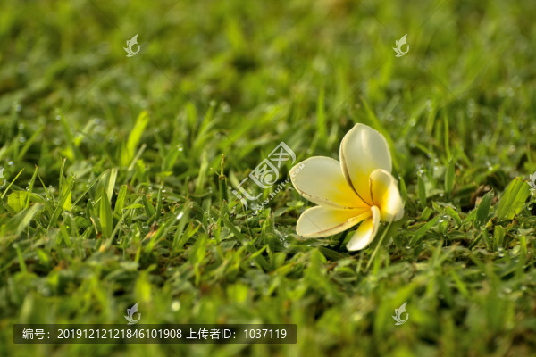 雞蛋花