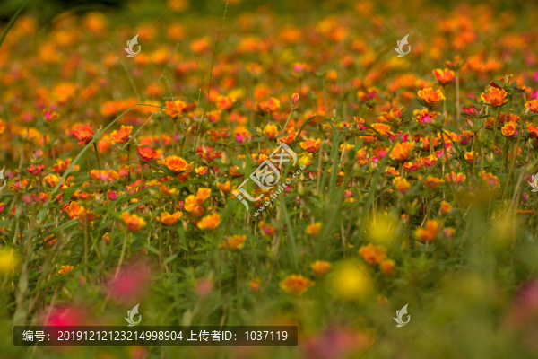 花背景