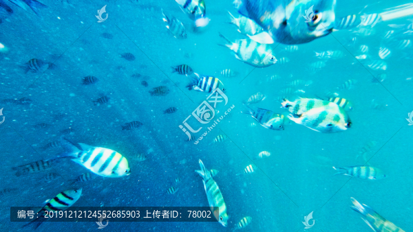 海底熱帶魚