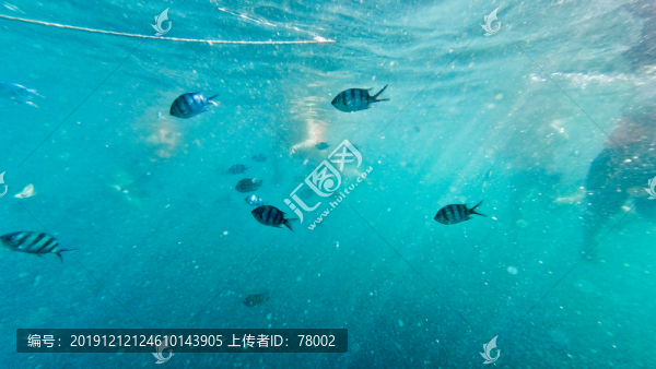 海底熱帶魚