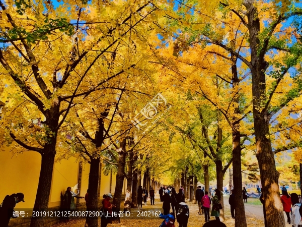銀杏大道