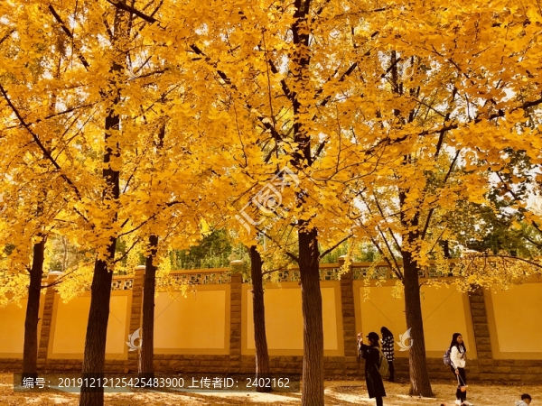銀杏大道