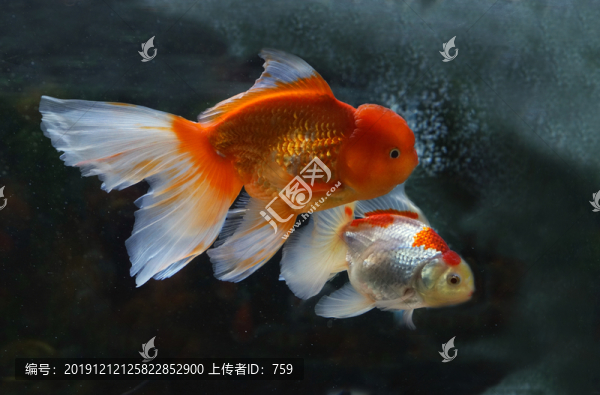 金魚
