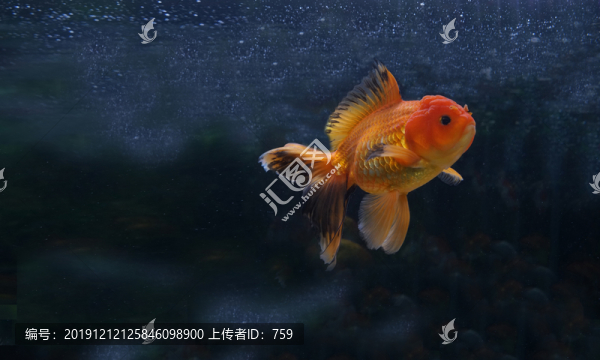 金魚