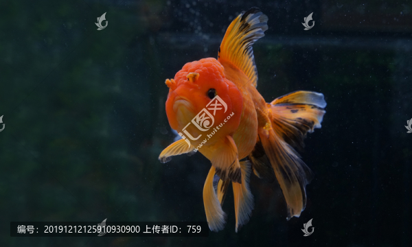 金魚