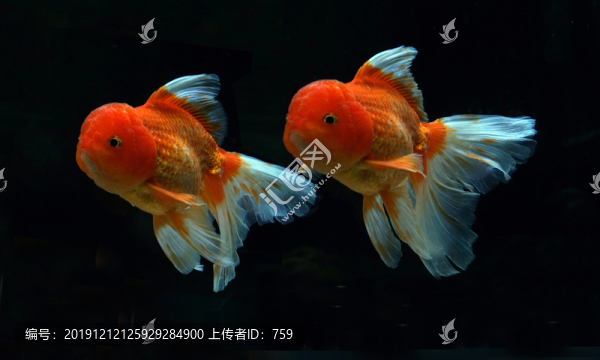 金魚