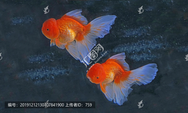 金魚(yú)