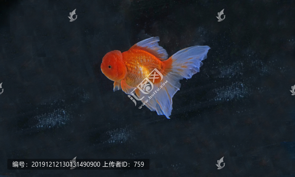 金魚